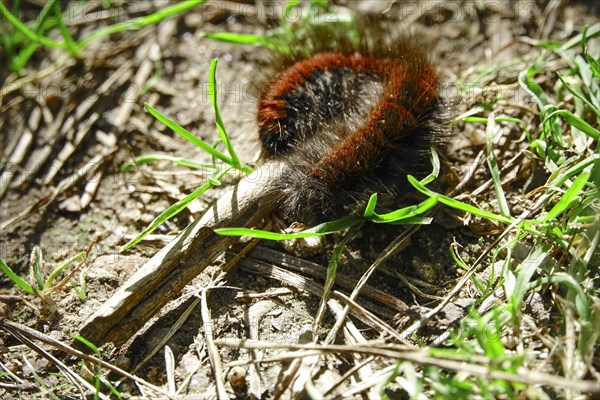 Caterpillar of the fox moth