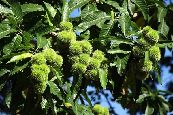 Chestnuts