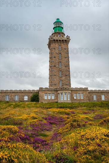 Precious flowers in summer in Phare Du Cap Frehel