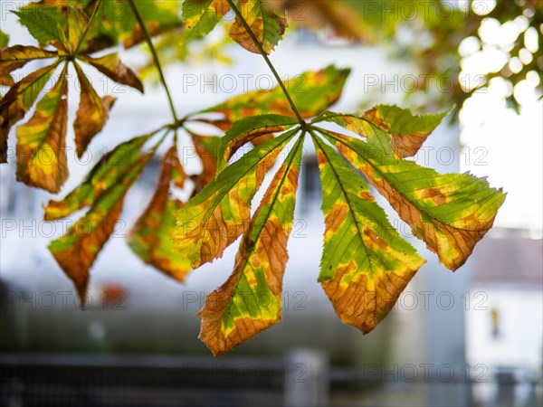 Autumn leaves from the chestnut tree