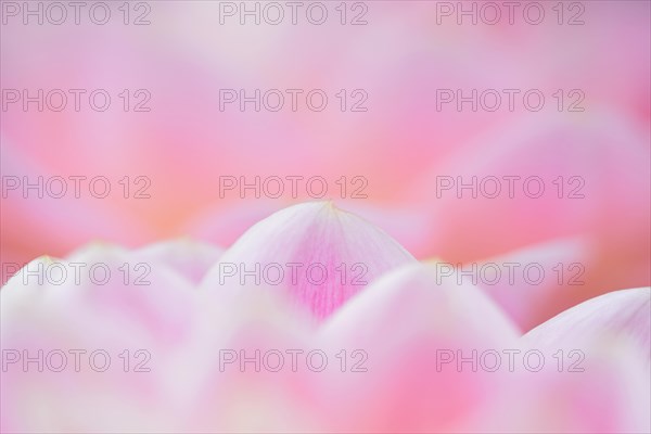 Water lily dahlias