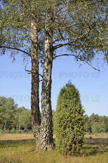 Heathland