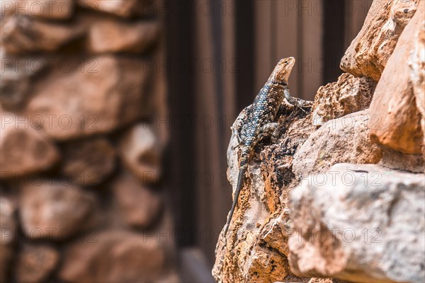 A beautiful lizard seen on the Bright Angel Trailhead in the Grand Canyon. Arizona