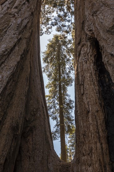 A sequoia view from a hole of a giant tree in Sequoia National Park