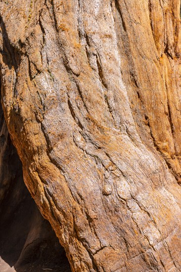 The roots of a giant tree in Sequoia National Park