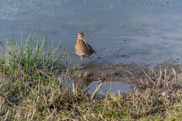 Common Snipe