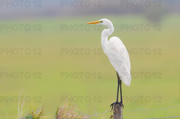 Great egret