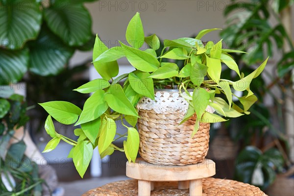Neon colored 'Epipremnum Aureum Lemon Lime' houseplant with neon green leaves in basket flower pot on table in living room