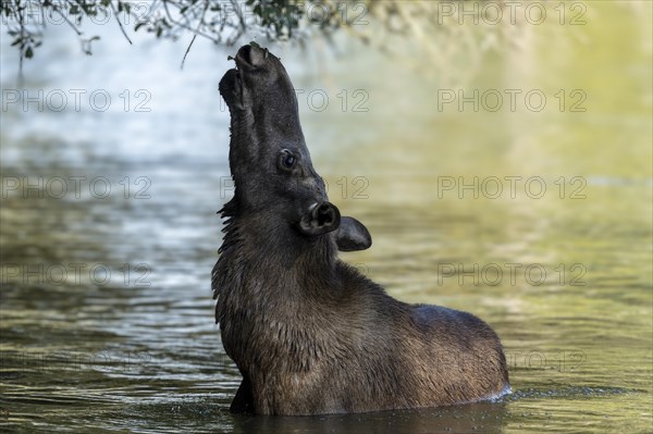 European elk