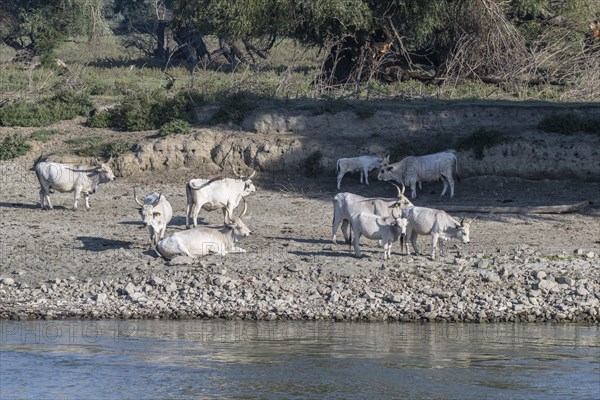 Hungarian steppe cattle