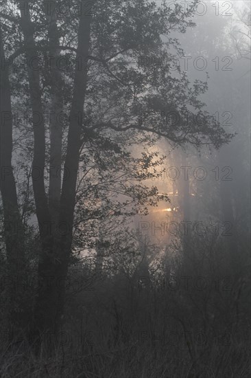 Alder forest with deadwood in the fog on the Peene