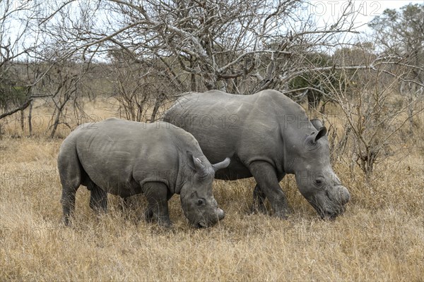 White rhinoceroses