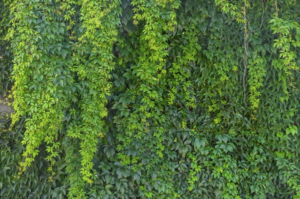 Wall overgrown with five-leaved wild vine