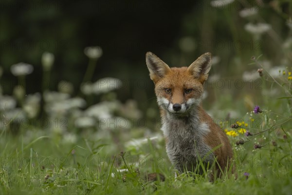 Red fox