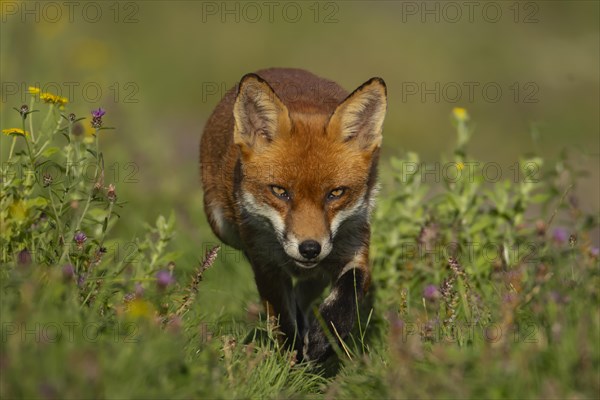 Red fox