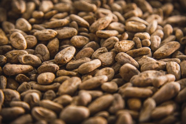 Roasted cocoa beans made of natural Chocolate on Roatan Island. Honduras