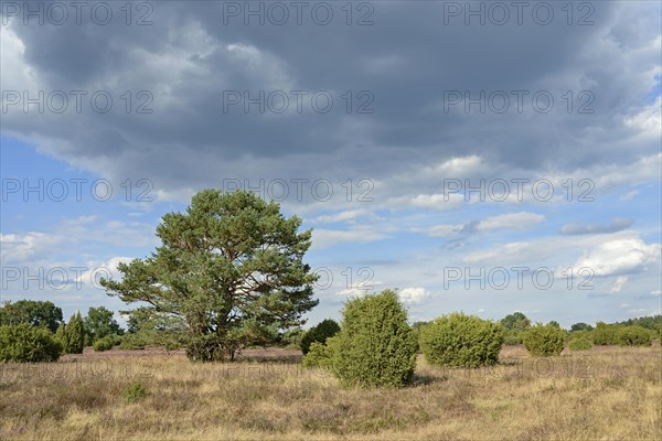 Heathland landscape