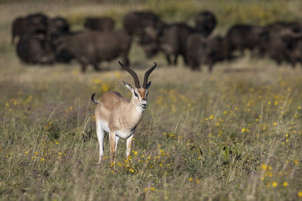 Grant's gazelle