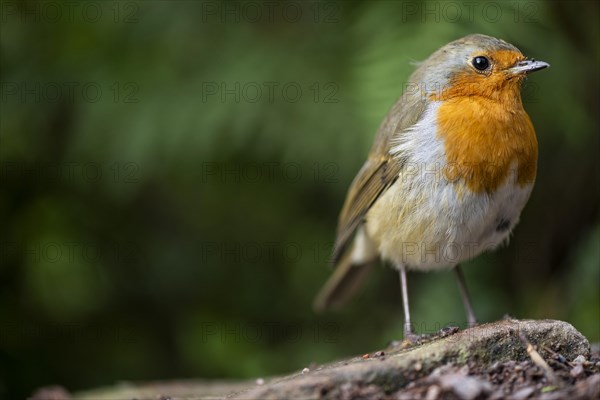 European robin