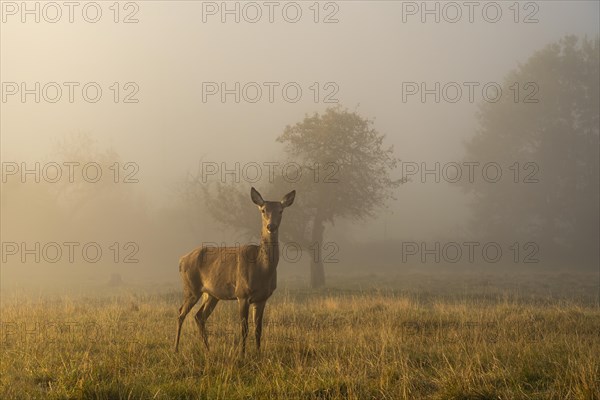 A doe in autumn in fog. She is standing in a meadow