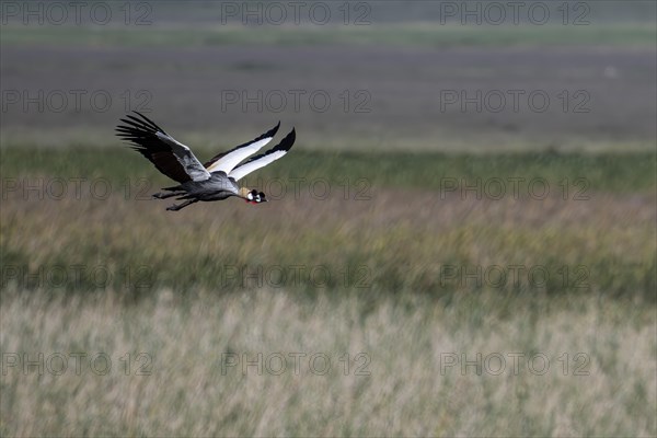 Black crowned crane