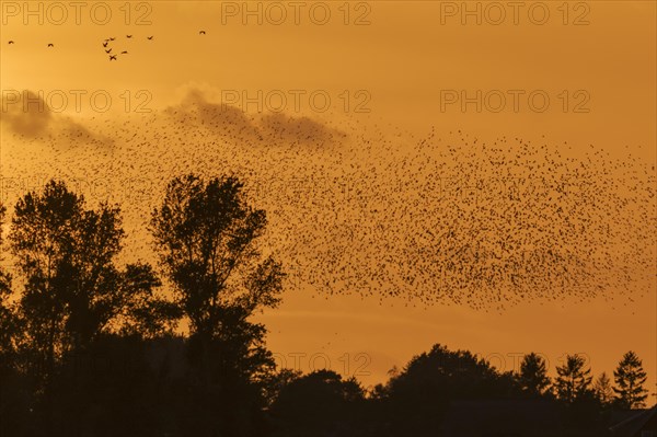 Common starling