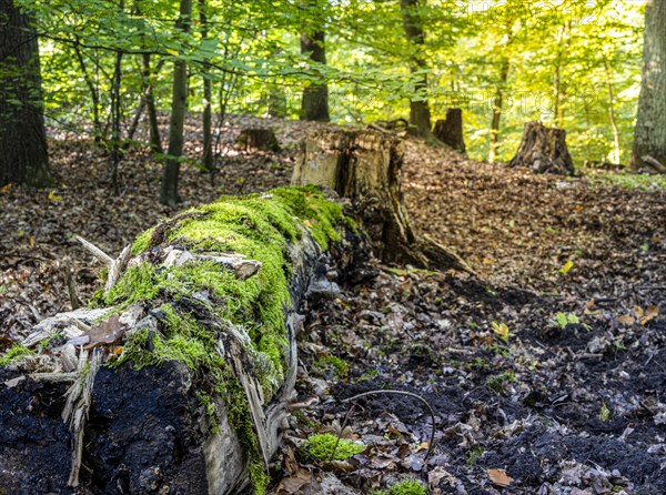 Deadwood in mixed forest