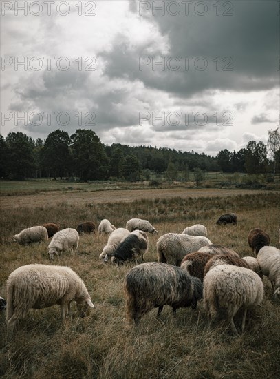 Grazing sheep and goats in the Blockheide