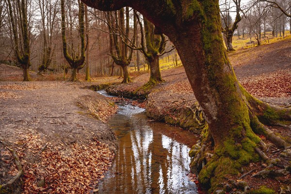 Magical Otzarreta Forest in the natural park of Gorbea