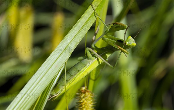 Praying mantis