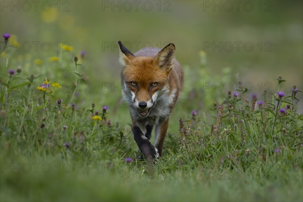 Red fox