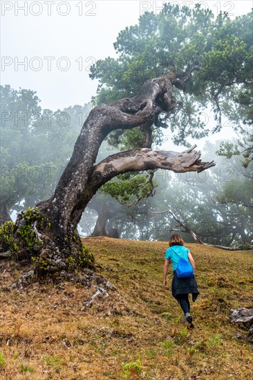 Fanal forest with fog in Madeira