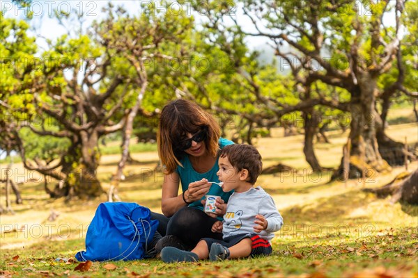 Fanal forest in Madeira