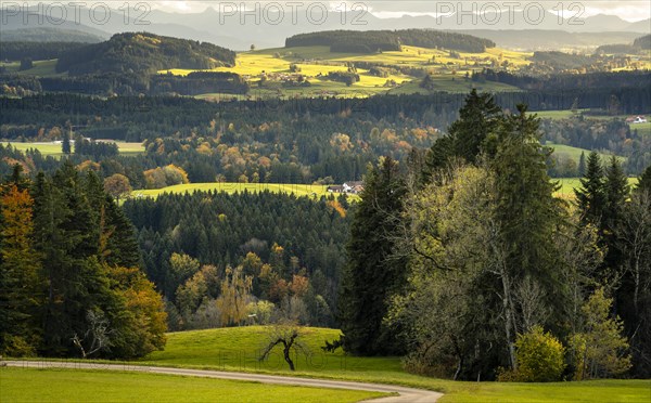 Landscape in the Allgaeu with meadows