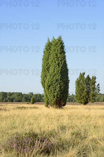 Heathland landscape