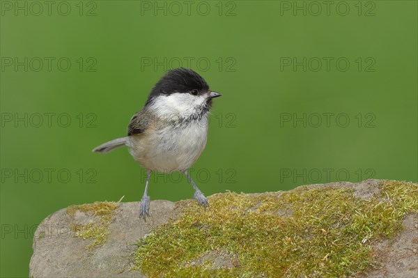 Willow Tit