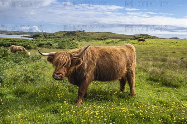 Scottish Highland Cattle