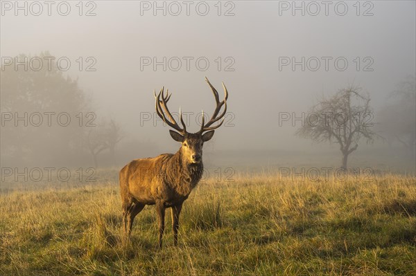 A red deer in autumn in fog. The stag has large antlers and is standing in a meadow with trees. The morning sun shines through the fog