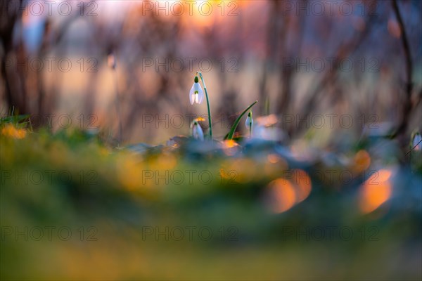 Common snowdrop