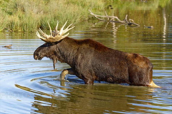 European elk