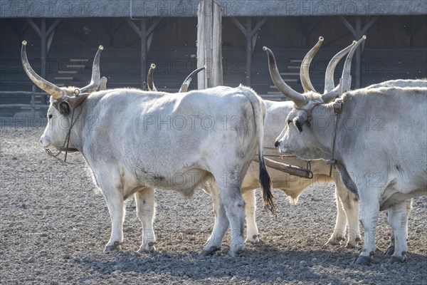 Hungarian steppe cattle