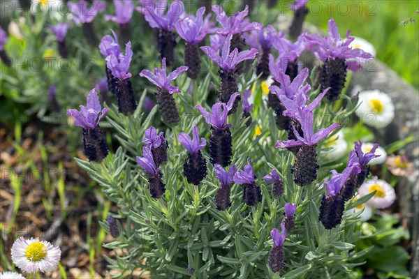 French lavender