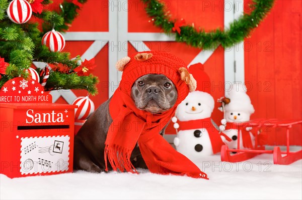French Bulldog dog wearing red Reindeer costume hat and winter scarf between seasonal Christmas decoration
