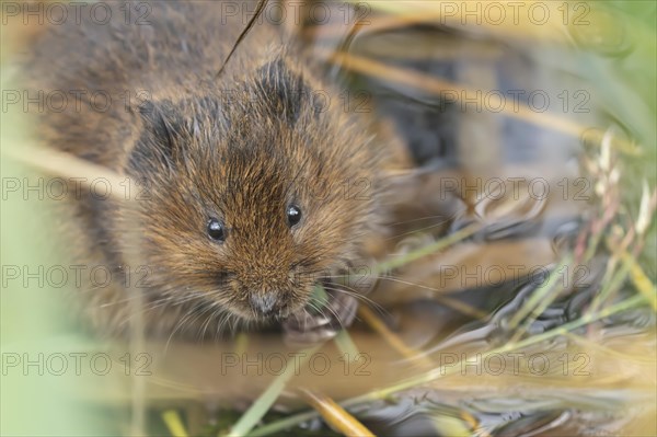 Water vole