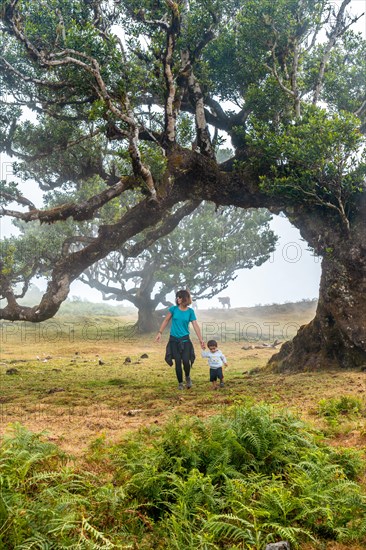 Fanal forest with fog in Madeira