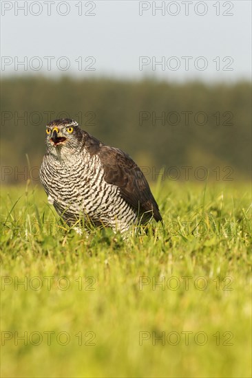 Northern goshawk