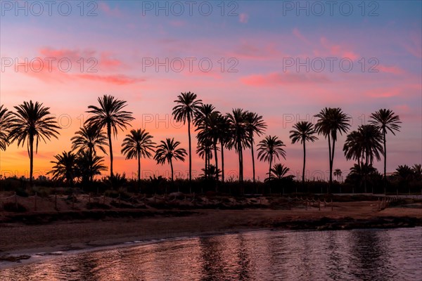 Silhouette of palm trees reflected in an orange sunset on a beach by the sea in the town of Torrevieja