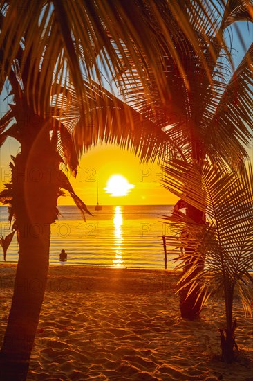 Red sunset in some palm trees on West End beach on Roatan Island. Honduras