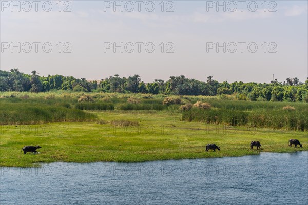 Beautiful natural scenery sailing on the Nile river cruise from Luxor to Aswer