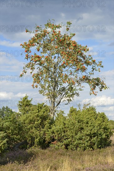 Heath landscape